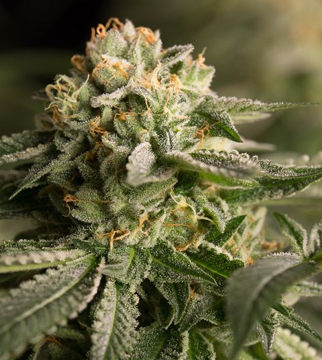 Remo Chemo - DINAFEM | TanieSianie.pl