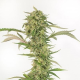 OG Kush Auto CBD - DINAFEM | TanieSianie.pl