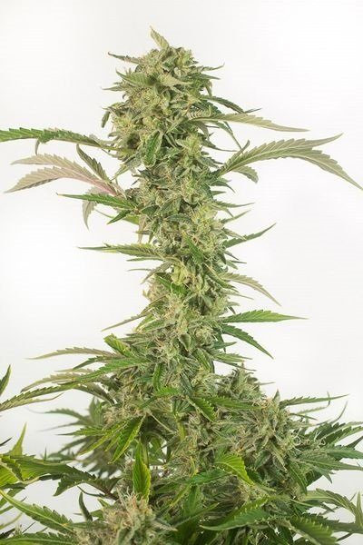 OG Kush Auto CBD - DINAFEM | TanieSianie.pl