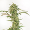 OG Kush Auto CBD - DINAFEM