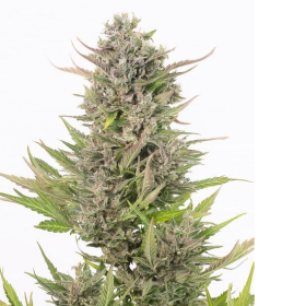 Critical + Autoflowering CBD - DINAFEM | TanieSianie.pl