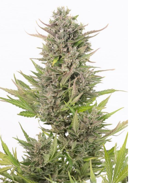 Critical + Autoflowering CBD - DINAFEM | TanieSianie.pl