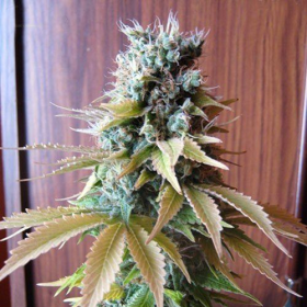 Blueberry - SEEDSMAN | TanieSianie.pl