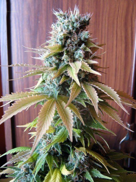 Blueberry - SEEDSMAN | TanieSianie.pl