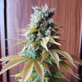 Blueberry - SEEDSMAN