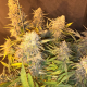 C99 x Blueberry Fast - SEEDSMAN | TanieSianie.pl