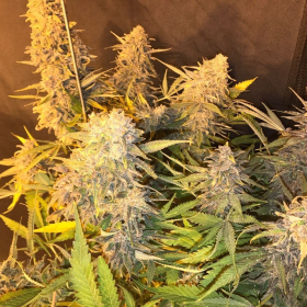 C99 x Blueberry Fast - SEEDSMAN | TanieSianie.pl