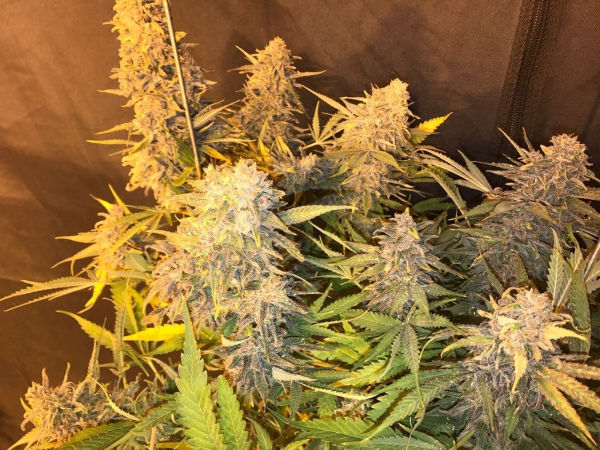 C99 x Blueberry Fast - SEEDSMAN | TanieSianie.pl