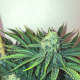 Big Nugs Fast - SEEDSMAN | TanieSianie.pl