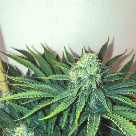 Big Nugs Fast - SEEDSMAN | TanieSianie.pl