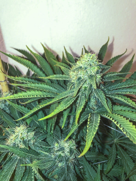 Big Nugs Fast - SEEDSMAN | TanieSianie.pl