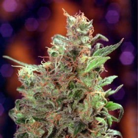 California Orange - SEEDSMAN | TanieSianie.pl