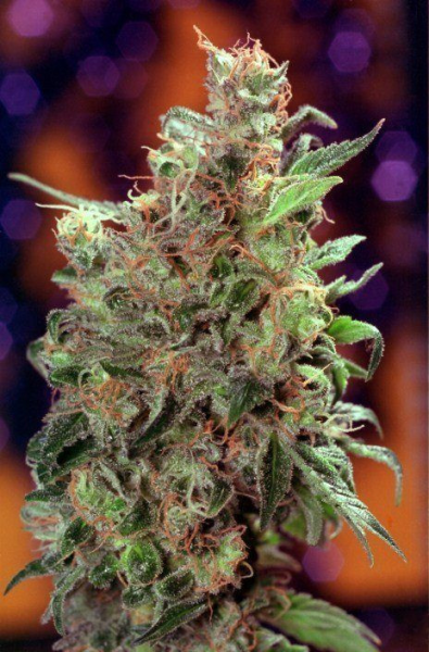 California Orange - SEEDSMAN | TanieSianie.pl