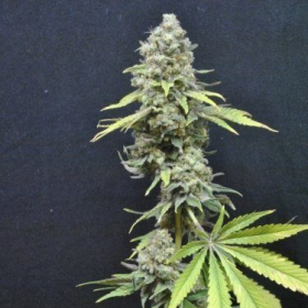 CBD Critical Mass - SEEDSMAN | TanieSianie.pl