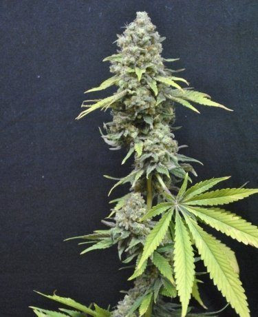 CBD Critical Mass - SEEDSMAN | TanieSianie.pl