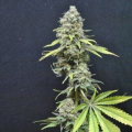 CBD Critical Mass - SEEDSMAN