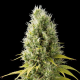 CBD Shark Shock - SEEDSMAN | TanieSianie.pl
