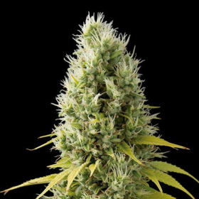 CBD Shark Shock - SEEDSMAN | TanieSianie.pl