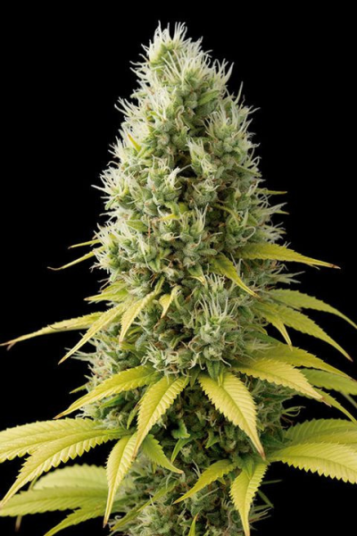 CBD Shark Shock - SEEDSMAN | TanieSianie.pl