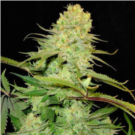 Cheese - SEEDSMAN | TanieSianie.pl
