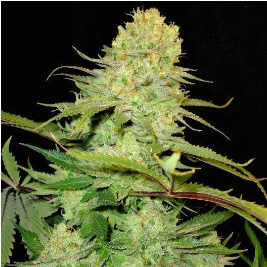 Cheese - SEEDSMAN | TanieSianie.pl