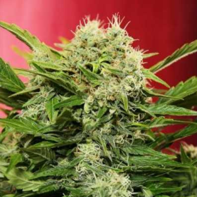 Auto Chronic Ryder - SEEDSMAN | TanieSianie.pl