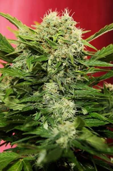 Auto Chronic Ryder - SEEDSMAN | TanieSianie.pl