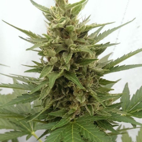 Auto Critical Ogre - SEEDSMAN | TanieSianie.pl