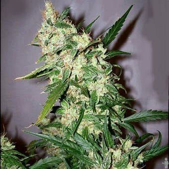 Early Skunk - SEEDSMAN | TanieSianie.pl