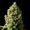 Jack Herrer - SEEDSMAN