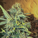 Jack Herer Fast - SEEDSMAN | TanieSianie.pl