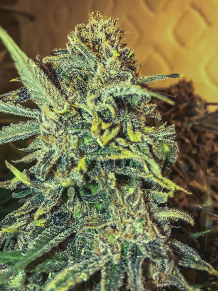 Jack Herer Fast - SEEDSMAN | TanieSianie.pl