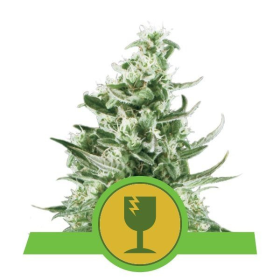 Royal Critical Automatic - ROYAL QUEEN SEEDS | TanieSianie.pl
