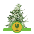 Royal Critical Automatic - ROYAL QUEEN SEEDS