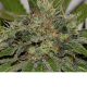 Mama Mia - SEEDSMAN | TanieSianie.pl
