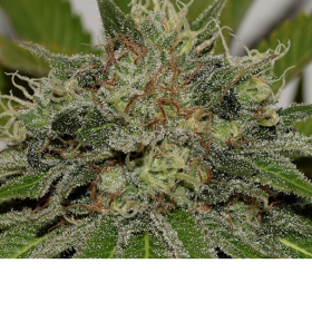Mama Mia - SEEDSMAN | TanieSianie.pl