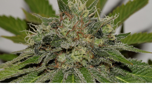Mama Mia - SEEDSMAN | TanieSianie.pl