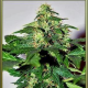 Lowryder #2 - SEEDSMAN | TanieSianie.pl