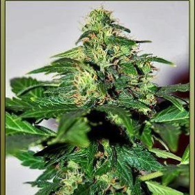 Lowryder #2 - SEEDSMAN | TanieSianie.pl
