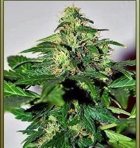 Lowryder #2 - SEEDSMAN | TanieSianie.pl