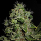 Mazari - SEEDSMAN | TanieSianie.pl