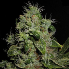 Mazari - SEEDSMAN | TanieSianie.pl