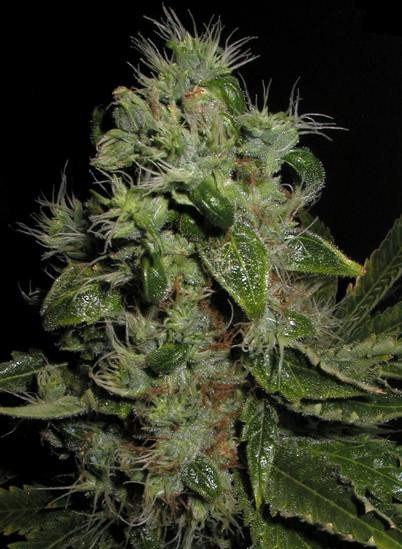 Mazari - SEEDSMAN | TanieSianie.pl