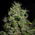 Mazari - SEEDSMAN