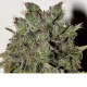 Nemesis - SEEDSMAN | TanieSianie.pl