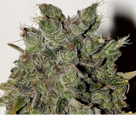 Nemesis - SEEDSMAN | TanieSianie.pl