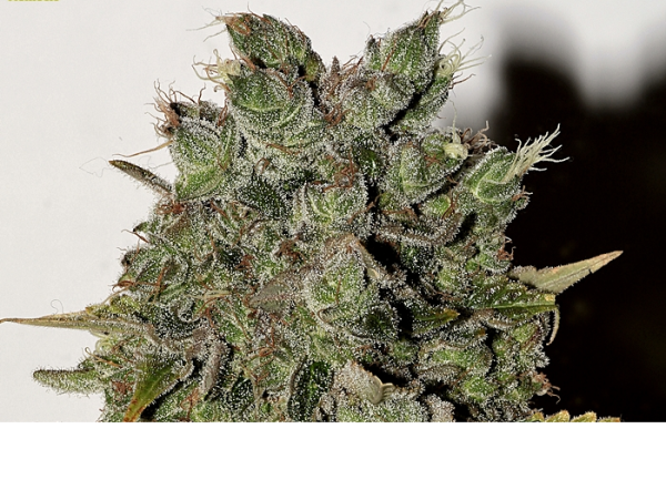 Nemesis - SEEDSMAN | TanieSianie.pl