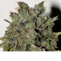 Nemesis - SEEDSMAN