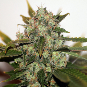 Original Skunk #1 Fast - SEEDSMAN | TanieSianie.pl