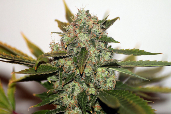 Original Skunk #1 Fast - SEEDSMAN | TanieSianie.pl